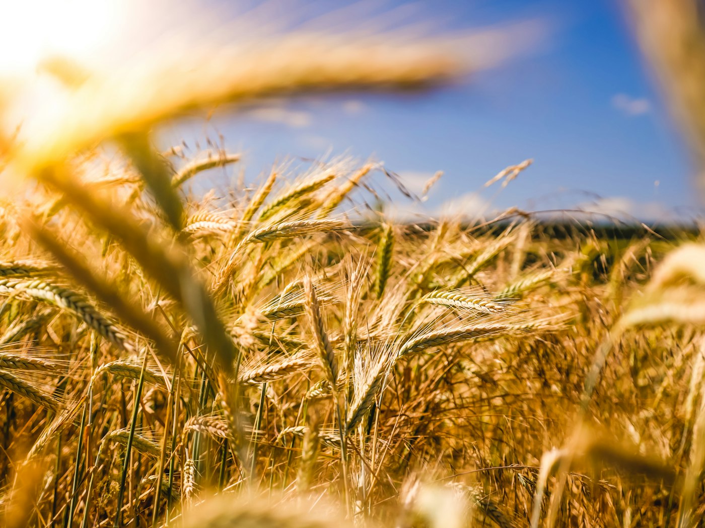 Agricoltori nei campi biologici toscani al tramonto